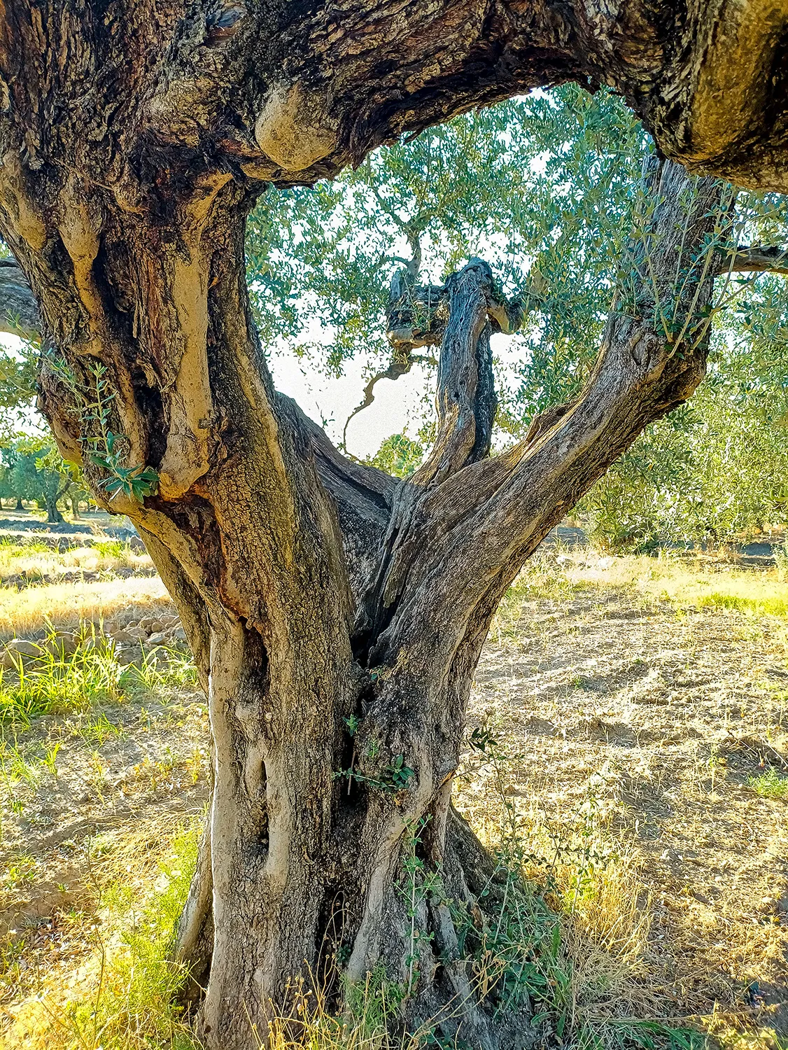 Tronco di ulivo maestoso